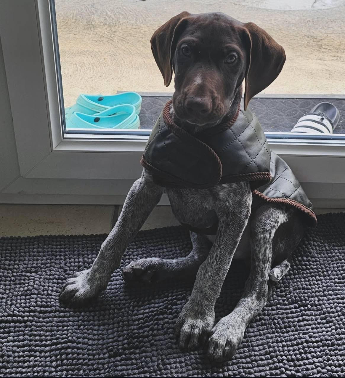 Figaro male German Shorthair Pointer